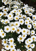 Bouquet de marguerites en pleine floraison